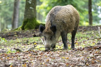 Wild boar (Sus scrofa), boar, Vulkaneifel, Rhineland-Palatinate, Germany, Europe