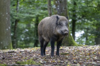 Wild boar (Sus scrofa), boar, Vulkaneifel, Rhineland-Palatinate, Germany, Europe