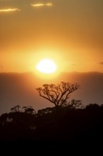 Treetops at sunset, silhouettes against the light, cloud forest, Monte Verde, Puntarenas province,