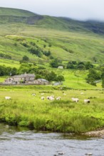 Sheeps and Farms in Yorkshire Dales National Park, North Yorkshire, England, United Kingdom, Europe