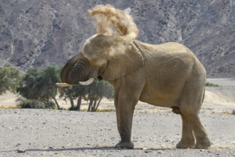 Desert elephant (Loxodonta africana) taking a sand bath in the Hoanib dry river, Kaokoveld, Kunene