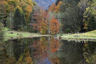 Moor, moor pond, water reflection, autumn colours, autumn coloured trees, Oberstdorf, Oberallgäu,