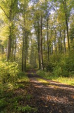 Long forest path surrounded by trees under warm sunlight, forest pasture project, compensation for