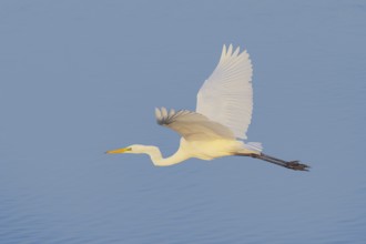 Great Egret (Ardea alba) in flight, wildlife, heron, water bird, Baltic Sea coast, Fehmarn Island,