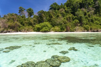 Coral reef on the dream beach of Ao-niang on the island of Koh Kradan in the Andaman Sea, voted the