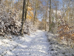 Forestry road, amongst beech woodland in late autumn, covered in freshly fallen snow, Escheberg