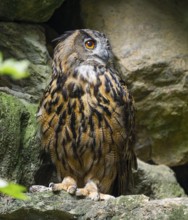 Eurasian Eagle-owl (Bubo bubo) standing in a rock face, captive, Bavarian Forest National Park,