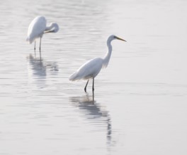 Great White Egret (Ardea alba) standing in the shallow water zone of a pond, looking for food,