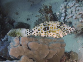 A patterned script filefish (Aluterus scriptus) moves over corals in a sand and water landscape,