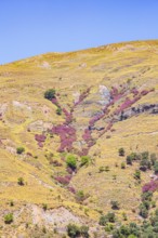 Wild flowers blooming on the hills of Kefali, Chania, Crete, Greek Islands, Greece, Europe