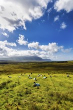 Blue-marked sheep (Ovis aries) in a meadow, coastline on the horizon, Slievemore, Acaill, Achill