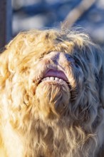 Close-up of a Highland cow with light-coloured, shaggy coat and visible mouth, Seewald, Black