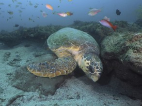 A Loggerhead sea turtle (Caretta caretta) resting among fish and corals in a calm underwater world,