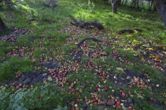 Ripe apples (Malus) in the grass under the apple tree, Meckllenburg, Voprpommern, Germany, Europe