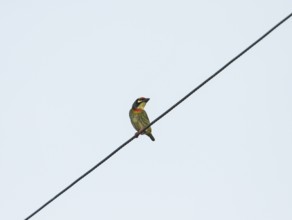 Coppersmith barbet (Psilopogon haemacephalus), Kaeng Krachan National Park, Phetchaburi Province,