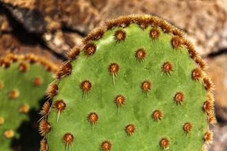 2016, Guatiza, Lanzarote, Jardin de Cactus by Cesar Manrique, ESP, Spain, Canary Islands, Canary