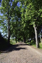 Europe, Germany, Mecklenburg-Western Pomerania, old avenue with cobblestones near Kaarz, Kaarz,