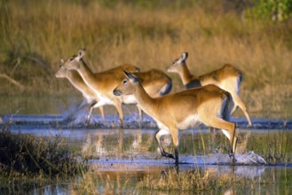 Red hartebeest (Kobus leche) ml, Okavango Delta, Botswana, Okavando Delta, Botswana, Africa