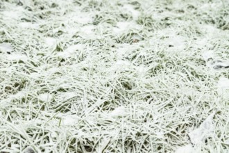 Leaves and grass covered with hoarfrost. Abstract floral background, garden and winter concept.