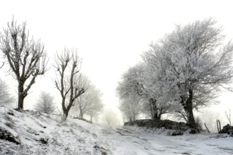 Aubrac plateau. Hedge of trees and path in winter. Lozere department. Occitanie. France