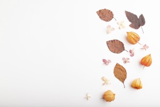 Composition with yellow and brown beech autumn leaves, physalis and hydrangea flowers, mockup on