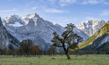 Maple trees with autumn leaves, autumn landscape in Rißtal with Spritzkarspitze, Großer Ahornboden,