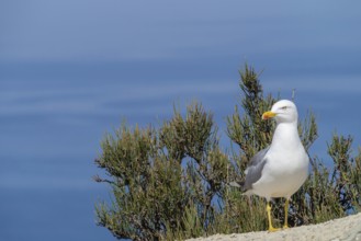 Yellow-legged gull (Larus michahellis), Majorca, Balearic Islands, Spain, Europe