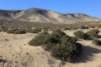 Dry sandy desert Jandia peninsula, Fuerteventura, Canary Islands, Spain, Europe