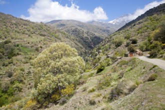 Landscape of the River Rio Poqueira gorge valley, High Alpujarras, Sierra Nevada, Granada Province,