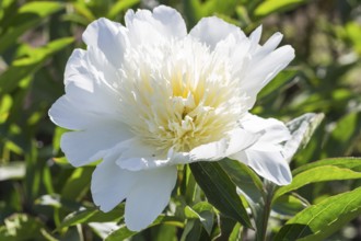 Pink peony flower in a botanical garden