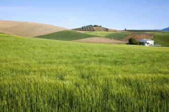 Rolling arable fields green barley crop near Alhama de Granada, Spain, Europe