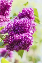 Blooming lilac in the botanical garden in spring