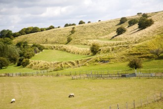 Ancient terraced fields known as strip lynchets cut into a chalk scarp slope at Bishopstone,