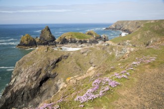 Coastal scenery near Kynance Cove, Lizard Peninsula, Cornwall, England, UK