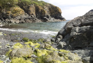 Rocky cove at Cadgwith, Lizard peninsula, Cornwall, England, UK