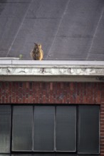 Eurasian eagle-owl (Bubo bubo), adult male, on the roof of an old industrial building, Ewald