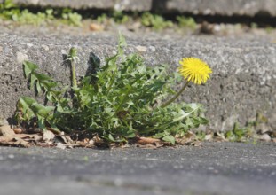 Flower of common dandelion (Taraxacum officinale), growing on a wall, North Rhine-Westphalia,