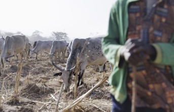 Herdsman in the field in Maraban Dare community, Plateau state, 07/02/2024