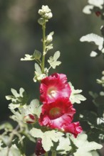 Flowering hollyhock (Alcea rosea), North Rhine-Westphalia, Germany, Europe