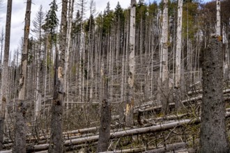 Dead spruce trees, broken by wind, lying in disarray, forest dieback in the Arnsberg Forest nature