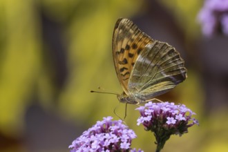 Silver-washed fritillary butterfly (Argynnis paphia) adult insect feeding on a purple garden