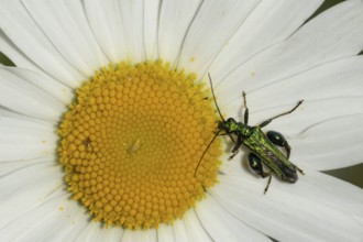 Thick-legged flower beetle (Oedemera nobilis) adult insect on a white Oxeye daisy flower, Suffolk,