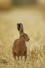 Brown hare (Lepus europaeus) adult animal in a farmland stubble field in the summer, Suffolk,