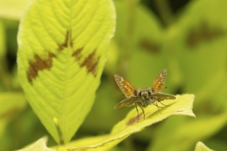 Large skipper butterfly (Ochlodes sylvanus) adult insect resting on a garden plant leaf, Suffolk,