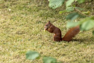 Eurasian squirrel (Sciurus vulgaris) eating a hazelnut, hazel (Corylus avellana), in a meadow under