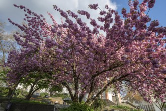 Flowering Japanese cherry (Cerasus serrulata), Siegen, North Rhine-Westphalia, Germany, Europe