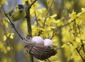 Eurasian siskin (Spinus Spinus) at the Easter egg basket in the Forsythia