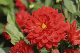 Dahlia 'My Valentine' (Dahlia Hybride), flower, ornamental plant, North Rhine-Westphalia, Germany,