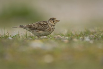 Eurasian skylark (Alauda arvensis) adult bird feeding on grassland, Suffolk, England, United