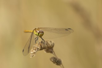 Common darter dragonfly (Sympetrum striolatum) adult insect resting on a grass plant seedhead,